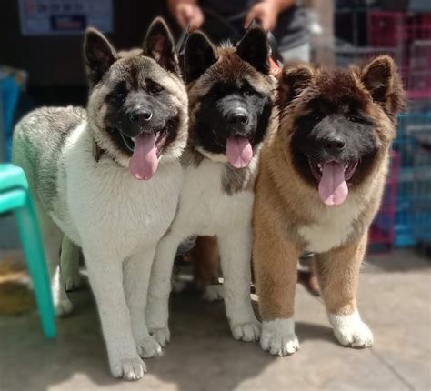 akita philippines|Akita .